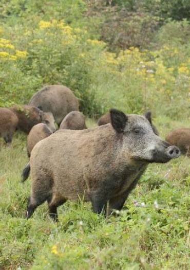Jour de chasse en Forêt de Port-Royal - Photo ONF