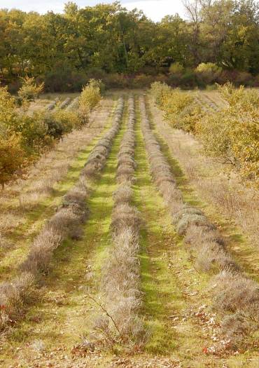 exemple d'agroécologie