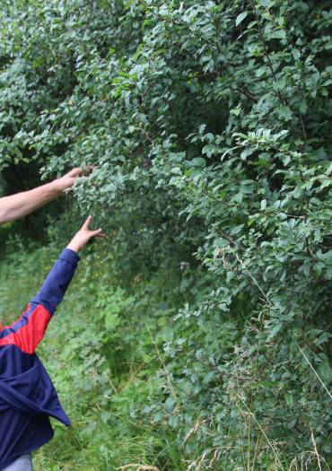 Animation plantes commestibles