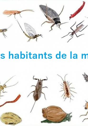 Les insectes de la mare