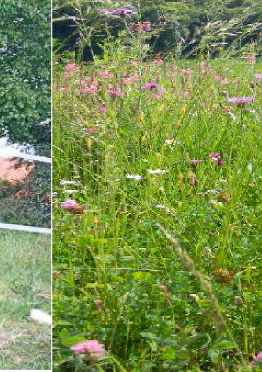 Prairies et pâturage