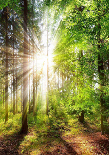 Balade forêt et hôtel à insectes