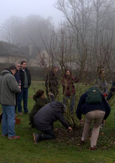 Taille d'un poirier en plein vent