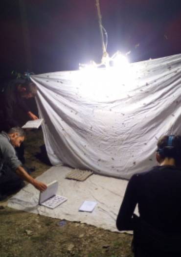 Observation insectes