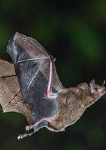 chauve-souris