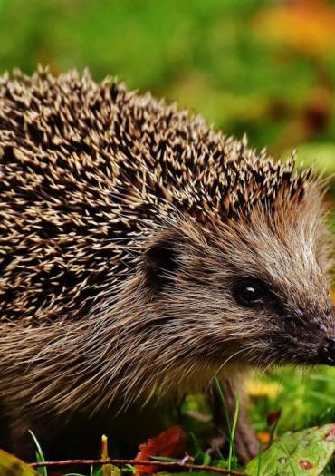 Hérissons