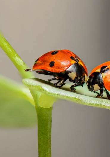 Coccinelles