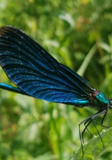 Demoiselle à l'honneur