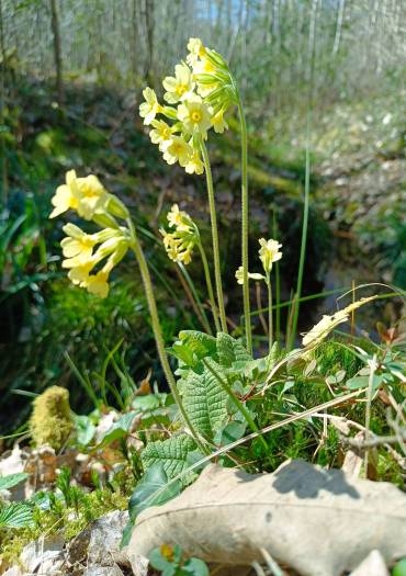 Atelier mobile végétal