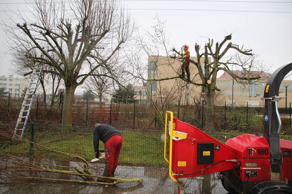Des travaux d’élagage