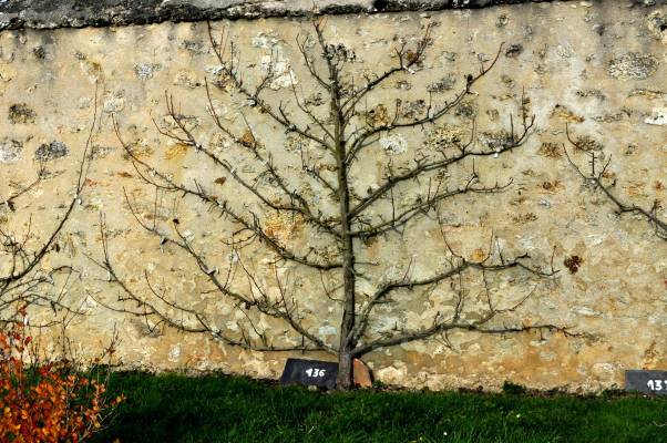 Taille d'hiver palissage à la diable
