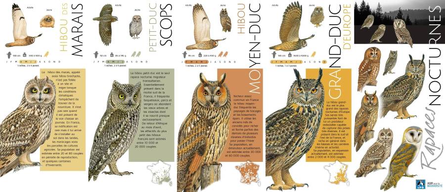 Chouettes 
