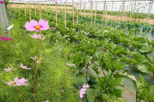 Serres de la ferme école