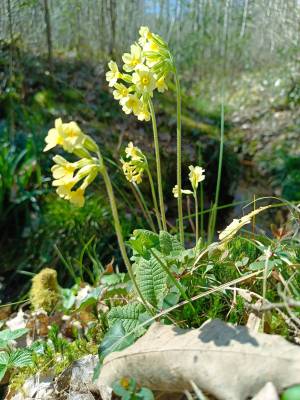 Atelier mobile végétal