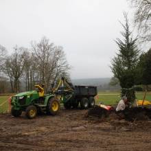 Un nouveau cèdre dans le parc du Musée national de Port-Royal des Champs