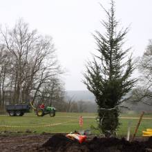Un nouveau cèdre dans le parc du Musée national de Port-Royal des Champs