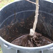 Plantation d'arbres fruitiers