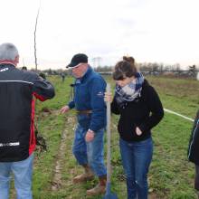 Plantation d'arbres fruitiers