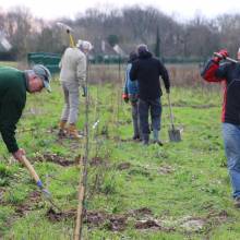 Plantation d'arbres fruitiers