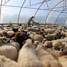 Tonte des moutons à la Ferme la Closeraie