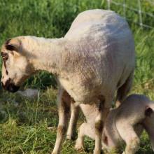 Tonte des moutons à la Ferme la Closeraie