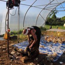 Tonte des moutons à la Ferme la Closeraie
