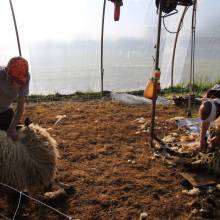 Tonte des moutons à la Ferme la Closeraie