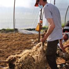 Tonte des moutons à la Ferme la Closeraie