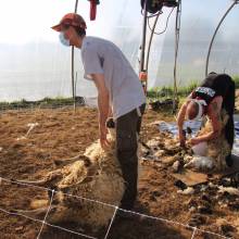 Tonte des moutons à la Ferme la Closeraie