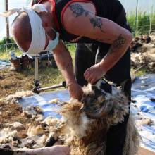 Tonte des moutons à la Ferme la Closeraie