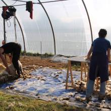 Tonte des moutons à la Ferme la Closeraie