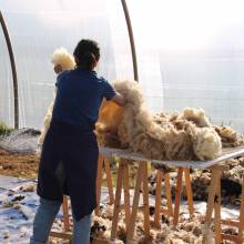Tonte des moutons à la Ferme la Closeraie