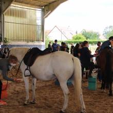 Après-midi portes ouvertes des Écuries de la Vallée de Chevreuse