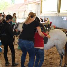 Après-midi portes ouvertes des Écuries de la Vallée de Chevreuse