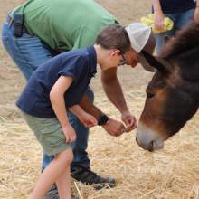 Rencontre avec les mûles des enfants de l'accueil de loisirs