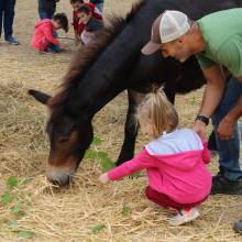 Rencontre avec les mûles des enfants de l'accueil de loisirs