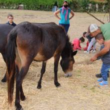 Rencontre avec les mûles des enfants de l'accueil de loisirs