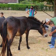 Rencontre avec les mûles des enfants de l'accueil de loisirs