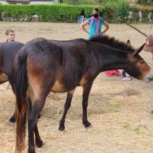 Rencontre avec les mûles des enfants de l'accueil de loisirs