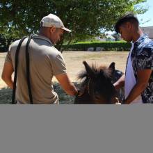 Thranshumance des mules Guiness et Tempête