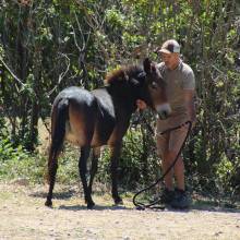 Thranshumance des mules Guiness et Tempête