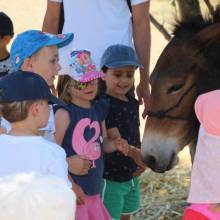 Thranshumance des mules Guiness et Tempête