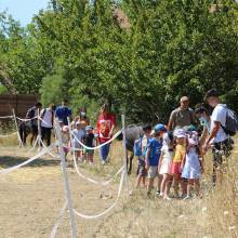 Thranshumance des mules Guiness et Tempête