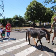 Thranshumance des mules Guiness et Tempête