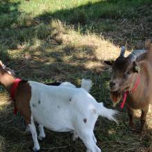Deux ânesses toutes nouvelles pensionnaires à Magny-les-Hameaux ! 