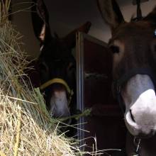 Deux ânesses toutes nouvelles pensionnaires à Magny-les-Hameaux ! 