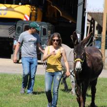 Deux ânesses toutes nouvelles pensionnaires à Magny-les-Hameaux ! 
