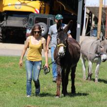Deux ânesses toutes nouvelles pensionnaires à Magny-les-Hameaux ! 