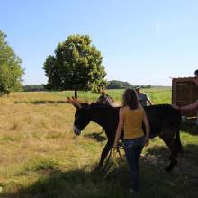 Deux ânesses toutes nouvelles pensionnaires à Magny-les-Hameaux ! 