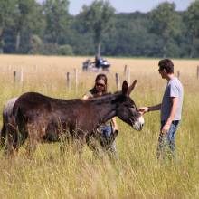 Deux ânesses toutes nouvelles pensionnaires à Magny-les-Hameaux ! 